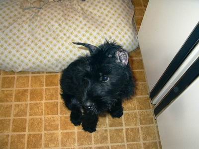 Dio_13wks_cutie.JPG