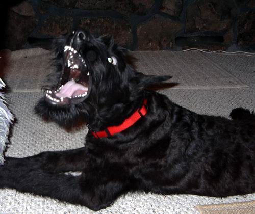 dioTeeth.JPG